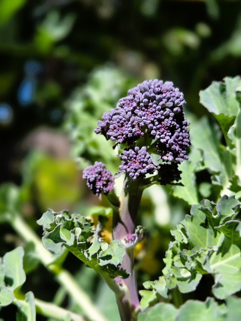 purple sprouting broccoli emerging from a broccoli plant