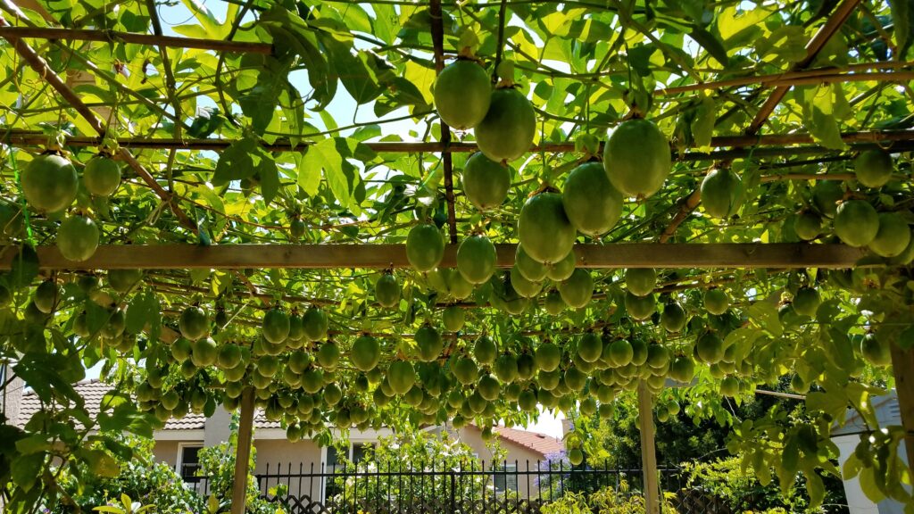 several underripe passionfruit hanging