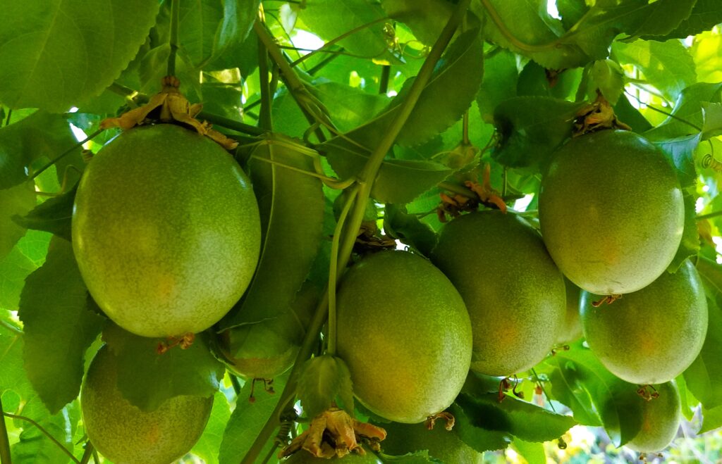 underripe passionfruit hanging