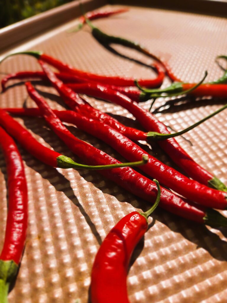 Chili Peppers baking in a baking sheet in the sun to store until next season
