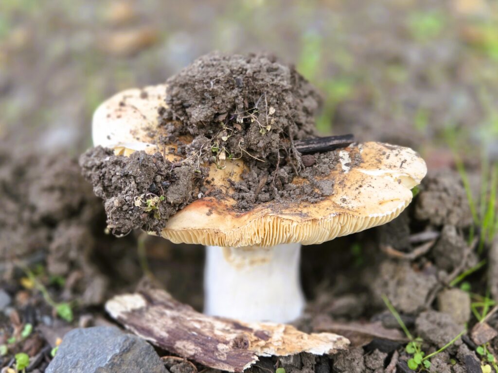 fungus with clump of dirt on it