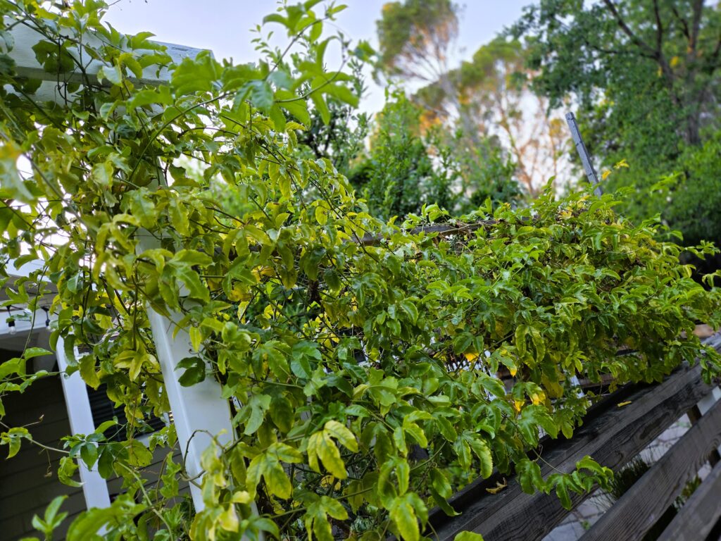 a fence and a passionfruit vine