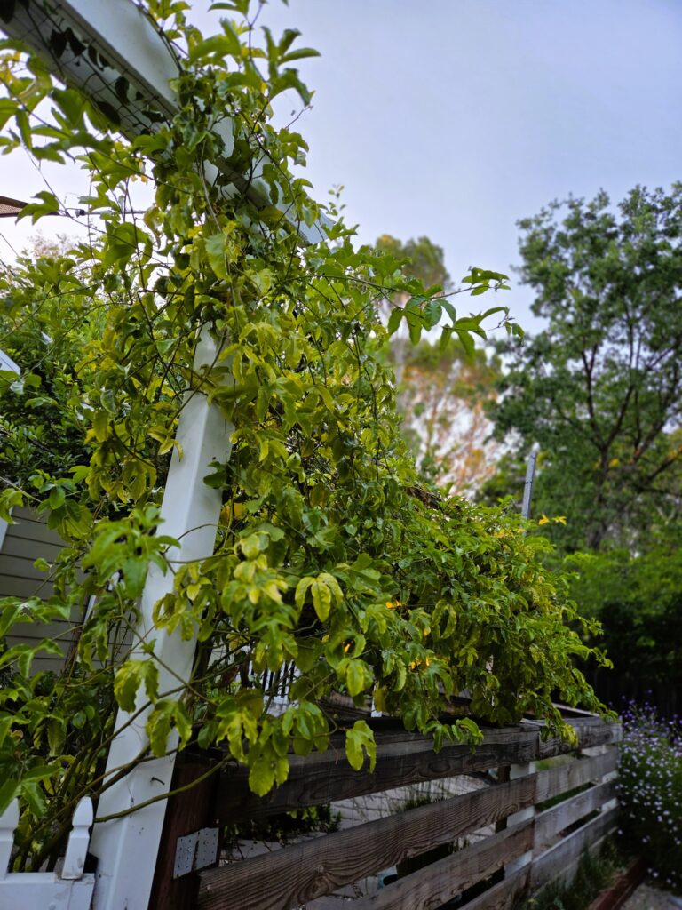 passionfruit vines on the archway