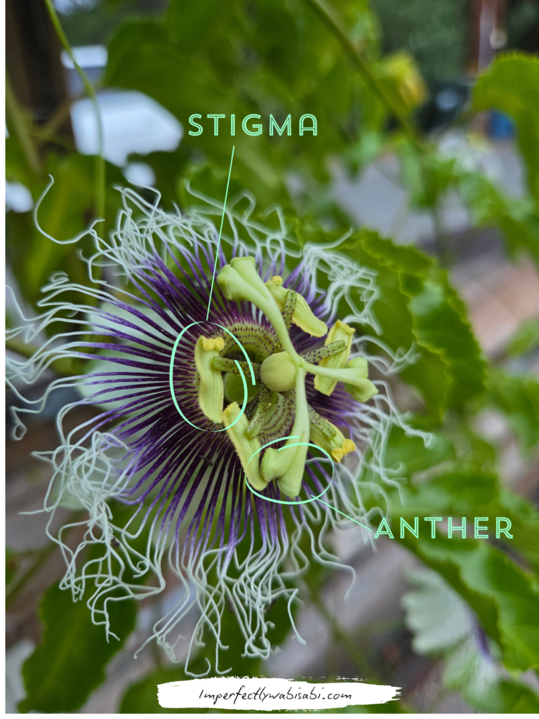 passionfruit flower stigma and anther diagram