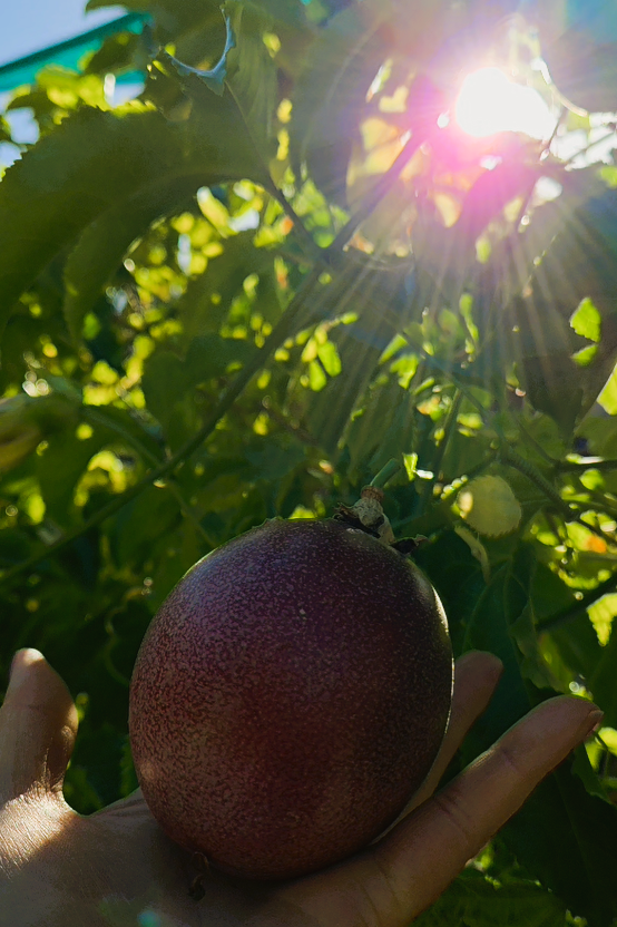 passionfruit under the sun and on the vine