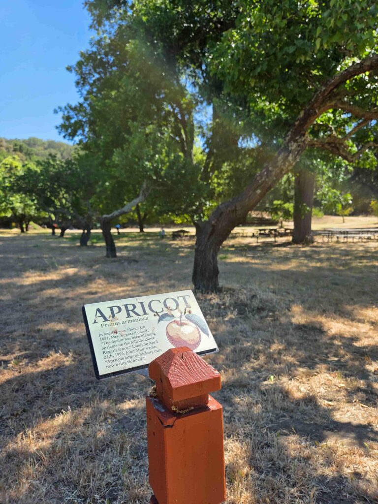 sign at the John Muir National Historic Site showing the apricots grown in the Orchard