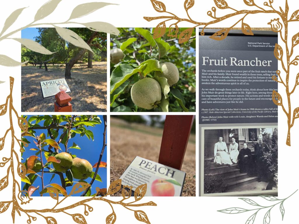 A collage of the fruits grown at the John Muir Orchard (peaches, apricots, quinces, and pears)
