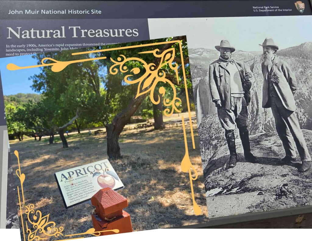 Collaging John Muir and the Apricot to emphasize the focus of this written piece