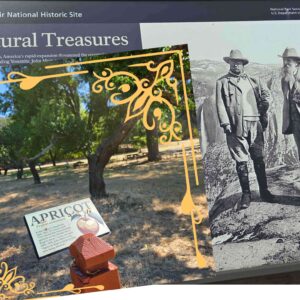 Collaging John Muir and the Apricot to emphasize the focus of this written piece