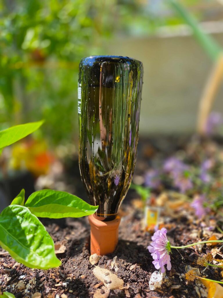 Water-filled wine bottle in a terra cotta stake