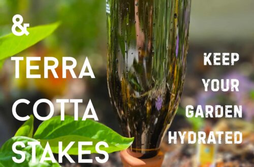 title and photo of the water-filled wine bottle filling a terra cotta stake in the garden